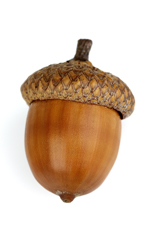 Dried Acorns