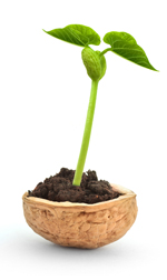 plant in a nut shell