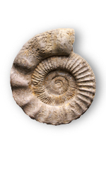 shell fossil
