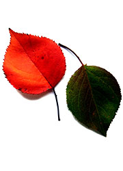 two leaves, one red and one green