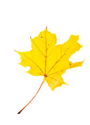 a yellow maple leaf