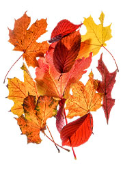 a pile of brightly colored leaves