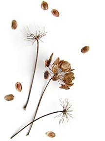 old queen annes lace bloom