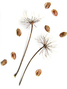 queen annes lace seeds