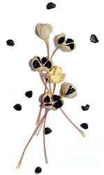 black seeds