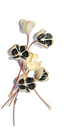 small black seeds