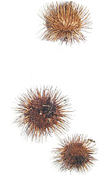 feather 16
