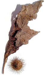 sticky burs