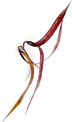 dry pod
