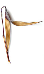 seed pod