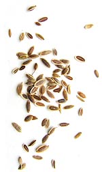 dill seed