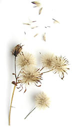 fluffy seed pod