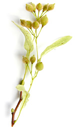 linden leaf