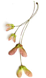 maple seeds