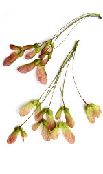 maple seed