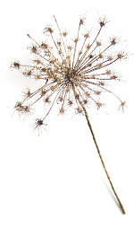 dry queen annes lace bloom