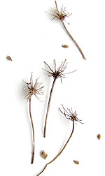 queen annes lace