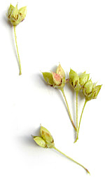 green seed