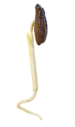 seedsprout