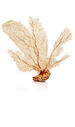 feathery coral