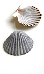 Fan shells