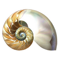 Nautilus