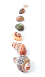 line of colored shells