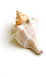 Shell