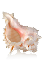 pink and white shell