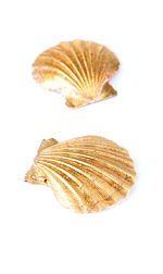 fan shells