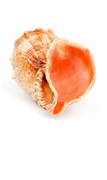 conche shell
