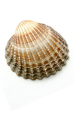 sea shell