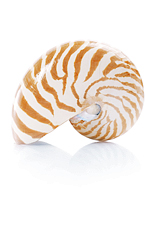 striped shell