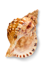 shell15