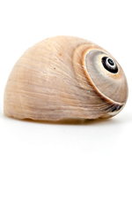 white shell