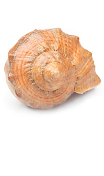 shell17