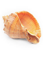 shell18