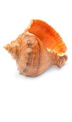 shell16