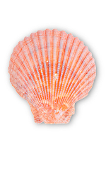 striped snail shell