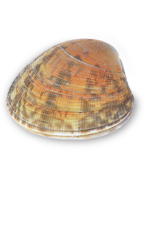 mottled tan shell