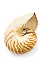 pink fan shell