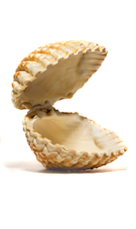hinged scalloped shell