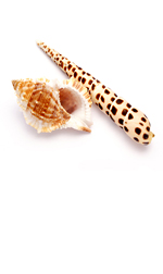 two spotted shells