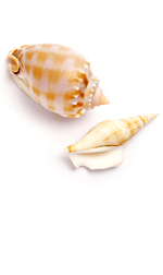 two pink sea shells