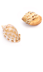 sea shells