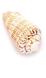 striped sea shell
