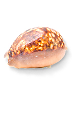 spotted shell
