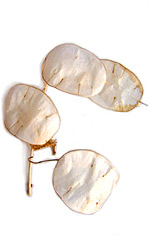 sand dollars