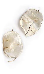 Silver Dollar shells