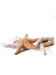 yellow starfish on driftwood